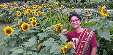 Sunflowers and Sablay in UP: Symbols of the ultimate .